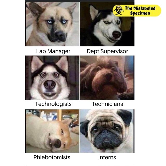 Funny Laboratory Memes MT, MLT, CLS, MLS, Phlebotomist,Lab Assistant, Scientist, Technologist The Mislabeled Specimen