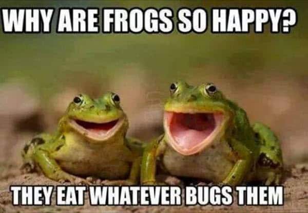happy frogs memes